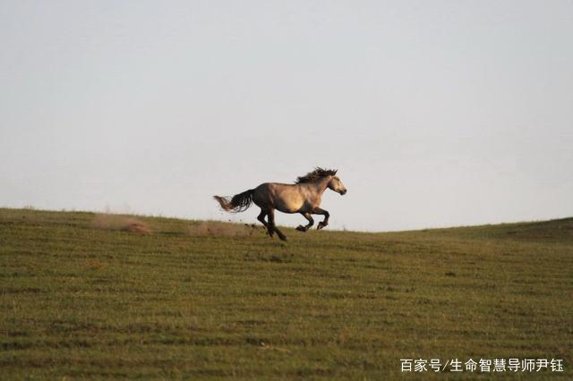 四暗狂奔草原上打一正确生肖|全面释义解释落实